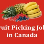 Fruit-Picking-Jobs-in-Canada-2023-Canada-Work-Visa