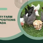 Poultry-Farm-Staff-Positions-In-Canada-E28093-Visa-Sponsorship-Available-2